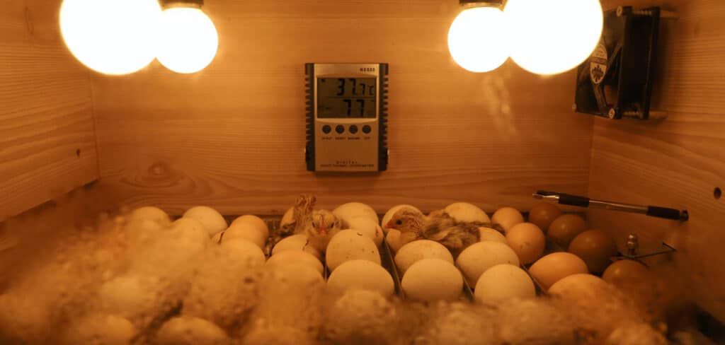 How to Hatch Chicken Eggs With a Heat Lamp