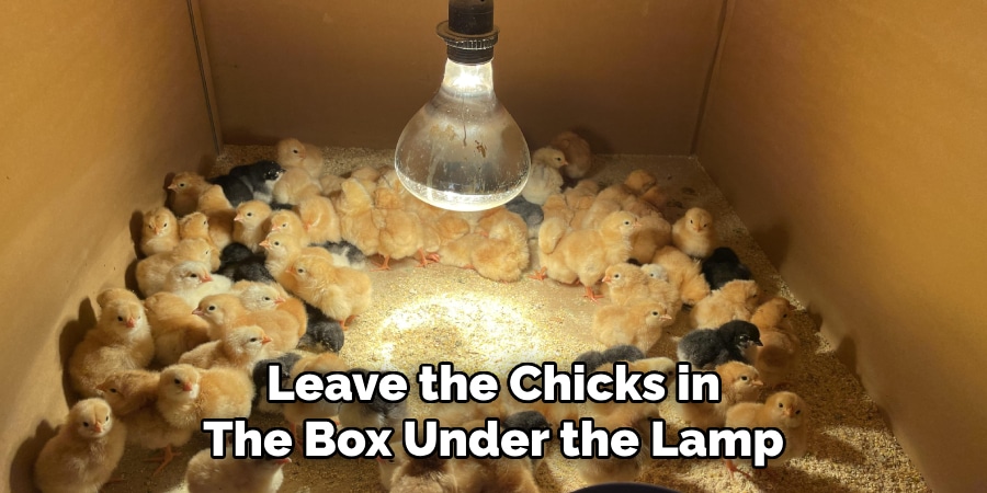 Leave the Chicks in
The Box Under the Lamp