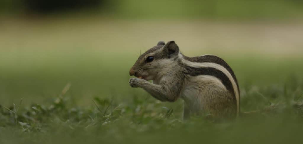 How to Stop Squirrels From Chewing Outdoor Lights