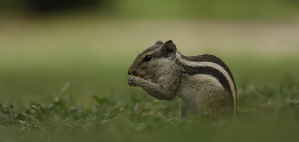 How to Stop Squirrels From Chewing Outdoor Lights
